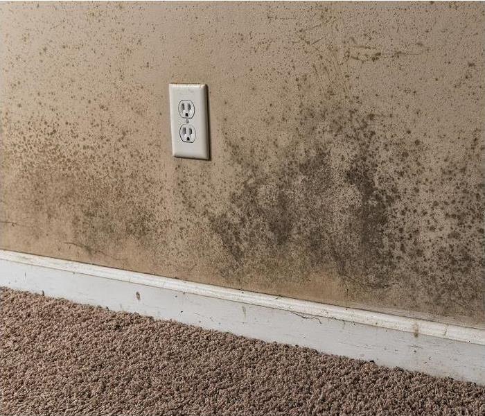 Heavy mold growth on wall above baseboard