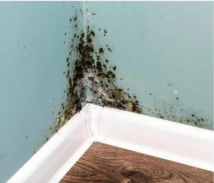 mold growth shown in corner of wall