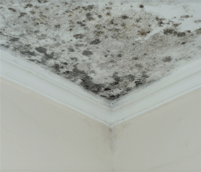 a mold damaged ceiling with mold growing on it